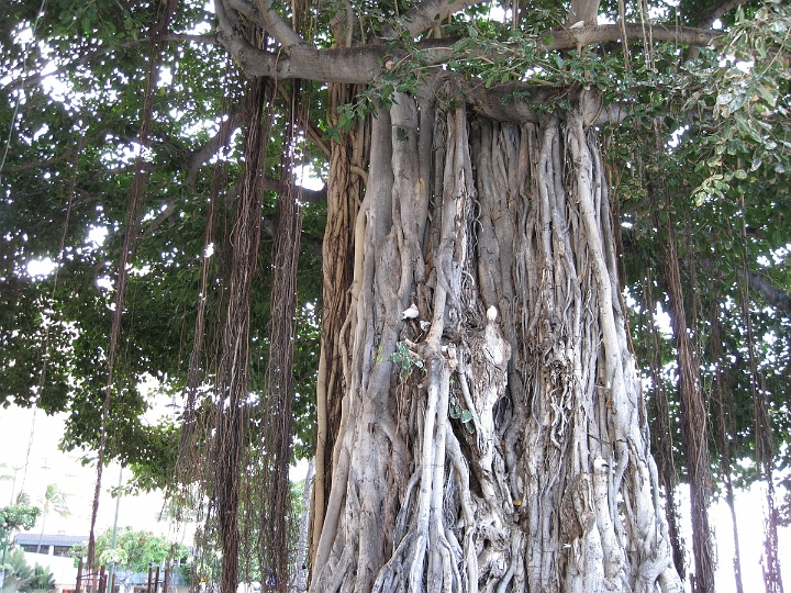 24 Banyan tree at Waikiki Beach.jpg